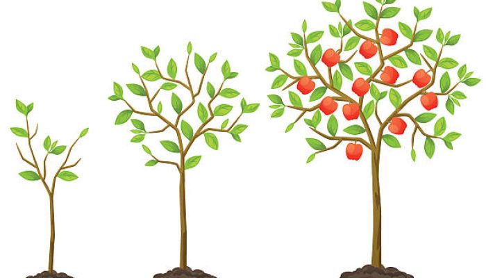 Growth cycle from seedling to fruit tree. Illustration for agricultural booklets, flyers garden.