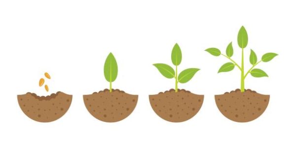 growing plant in process, concept of planting process in flat design, how to grow tree from the seed in the garden easy step by step. Vector illustration
