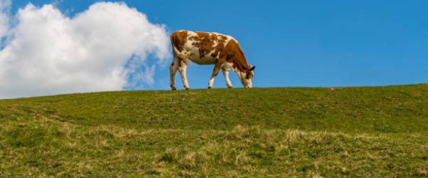 'The farting cow', a Cow with a cloud, seen near Worth Matravers, Jurassic Coast, Dorset, UK