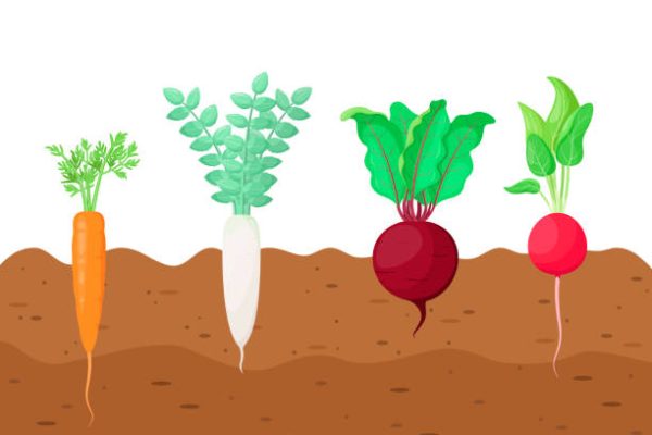 Vegetables grow in the garden. Cartoon design.