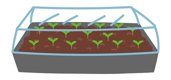 Seedlings in growing box in flat cartoon design. Green stem plants germination in plastic tray under transparent lid. Gardening, domestic greenhouse and farming equipment. Vector illustration