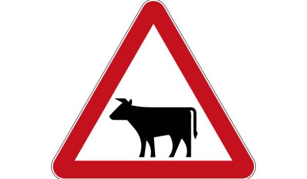 International Road sign Cattle drive isolated on white background. Traffic symbol. Vector illustration.