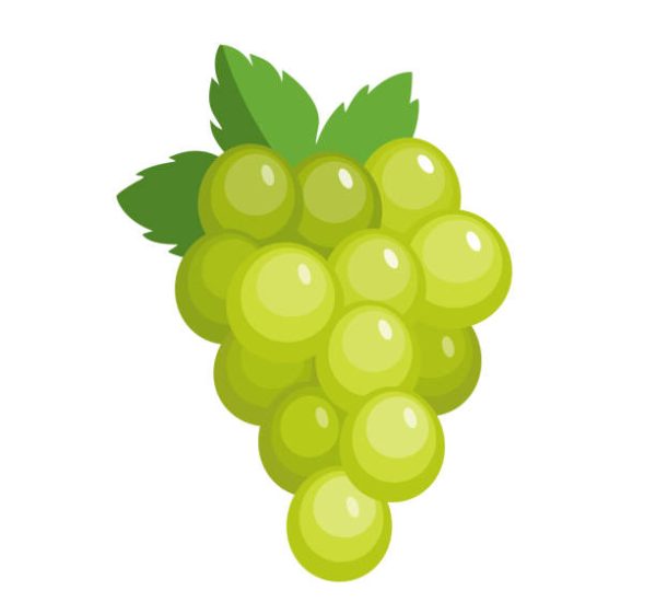 Illustration of green fruit with leaf isolated of white background, wine grape bunch logo symbol in flat cartoon style