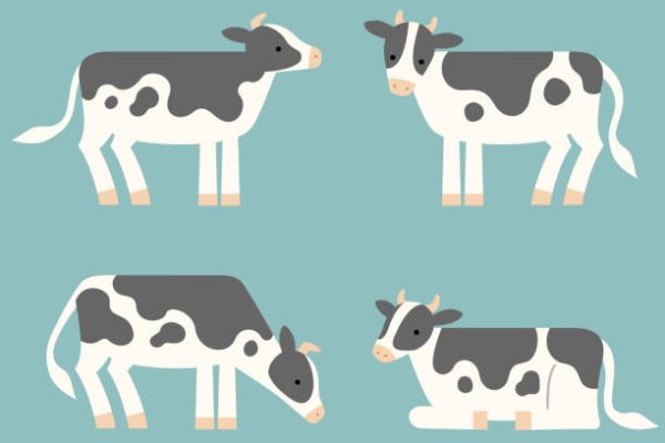 Illustration of four cows in various poses