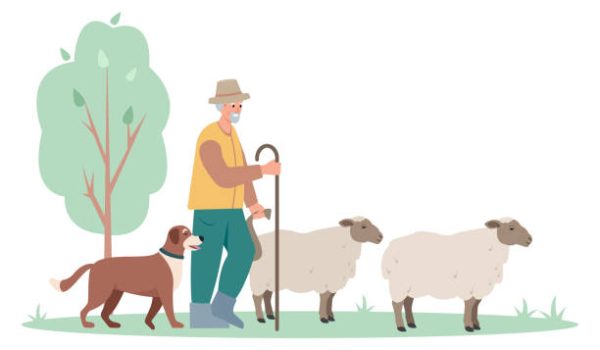 Shepherd man with dog herding sheep. Male character farmer taking care of sheep isolated on white background. Farming concept Vector illustration.