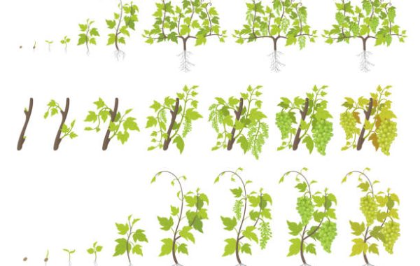 Growth stages of grape plant. Vineyard planting increase phases. Vector illustration. Vitis vinifera harvested. Grapevines ripening period. The life cycle. Grapes on white background.